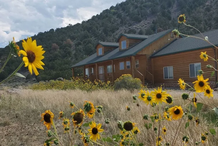 Mountain log home behind a field of sunflowers